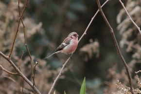 ベニマシコ　雄